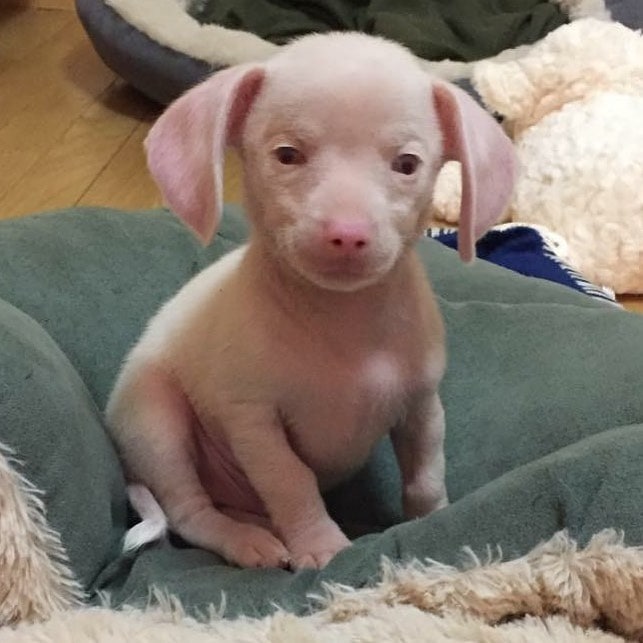 Розовый щенок по кличке Пятачок родился слепым и глухим. Но он вырос и стал помогать другим 35