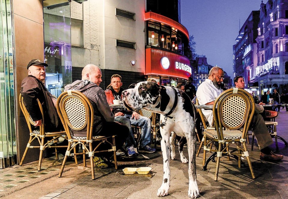25 фотографий собак от британца, который снимает их уже 40 лет и готов полаять на модель ради кадра 79