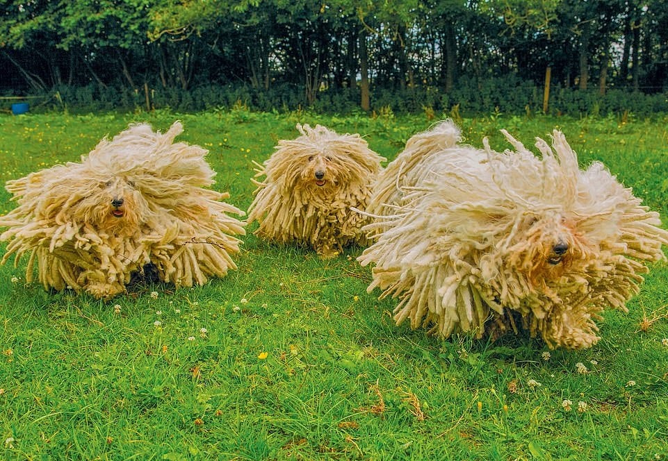 25 фотографий собак от британца, который снимает их уже 40 лет и готов полаять на модель ради кадра 77