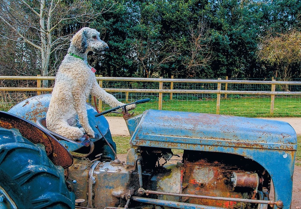 25 фотографий собак от британца, который снимает их уже 40 лет и готов полаять на модель ради кадра 88