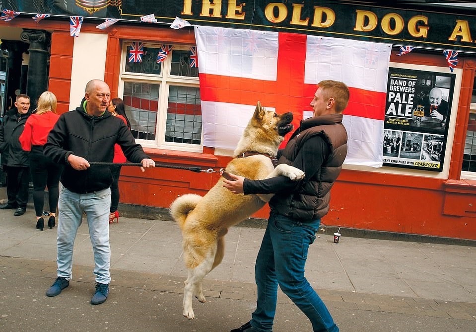 25 фотографий собак от британца, который снимает их уже 40 лет и готов полаять на модель ради кадра 99