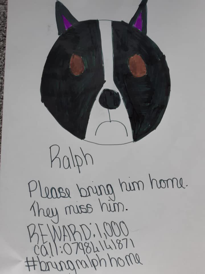 Мальчик хотел найти похищенного пса и рисовал плакаты как мог. Пес найден, а фоторобот стал популярен на весь интернет 44