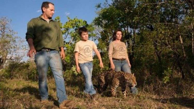 Бразильский мальчик Тьяго Силвейра живет с ягуарами! 26