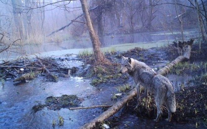 Находки в чернобыльском лесу 20