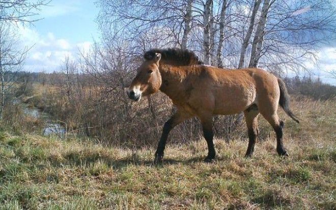 Находки в чернобыльском лесу 24