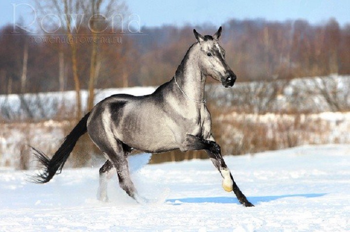 Снимки самых красивых и грациозных пород лошадей 44