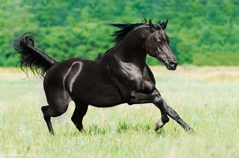 Снимки самых красивых и грациозных пород лошадей 35