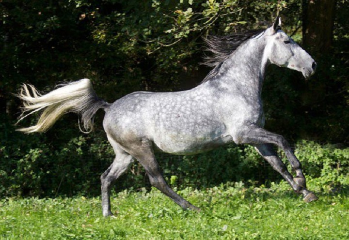 Снимки самых красивых и грациозных пород лошадей 37