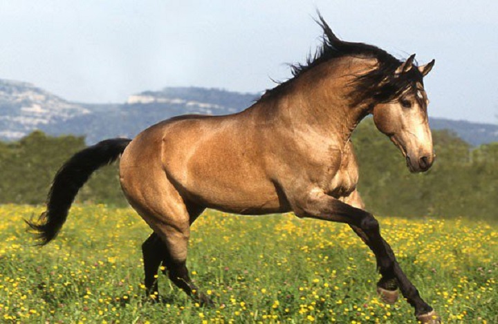 Снимки самых красивых и грациозных пород лошадей 40