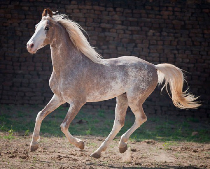 Снимки самых красивых и грациозных пород лошадей 43