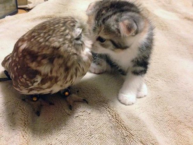 Котёнок и маленькая сова стали лучшими друзьями 26