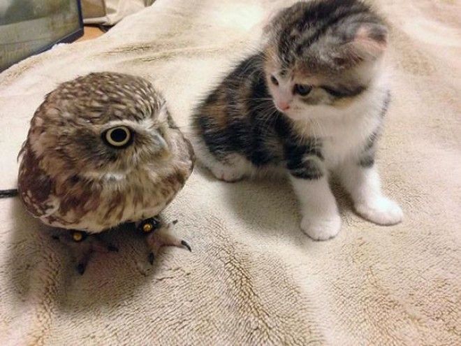 Котёнок и маленькая сова стали лучшими друзьями 25