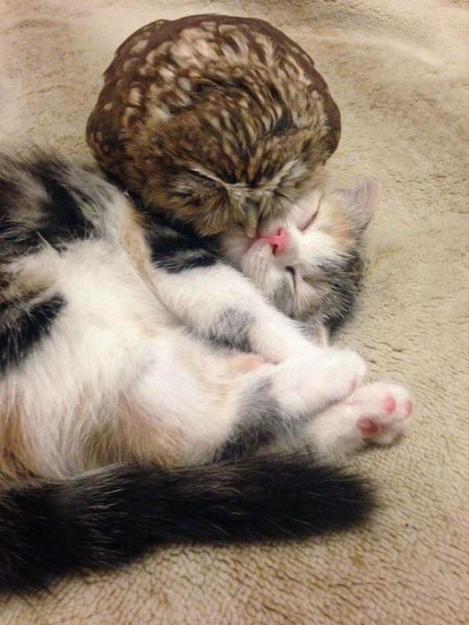 Котёнок и маленькая сова стали лучшими друзьями 23
