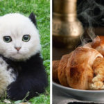 Пользователь сети представил мир, где животные и еда — коты