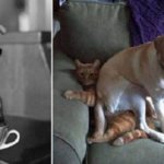 25 фото собачек, которые думают, что им можно сидеть где угодно