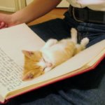 18 фото котов, которым нужна ласка именно, когда Вы что-то читаете