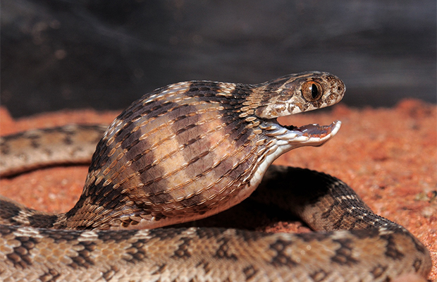 Африканская змея — яйцеед 26