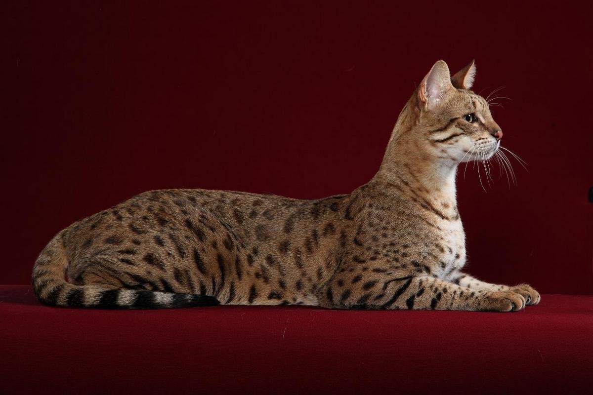 10 самых дорогих пород кошек в мире 40