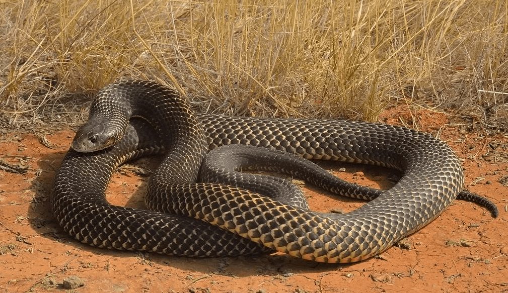 10 самых длинных змей в мире 31
