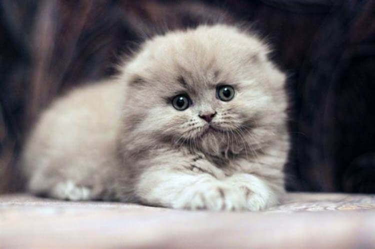 Очаровательные котята породы хайленд-фолд, невероятно милые и пушистые создания 55