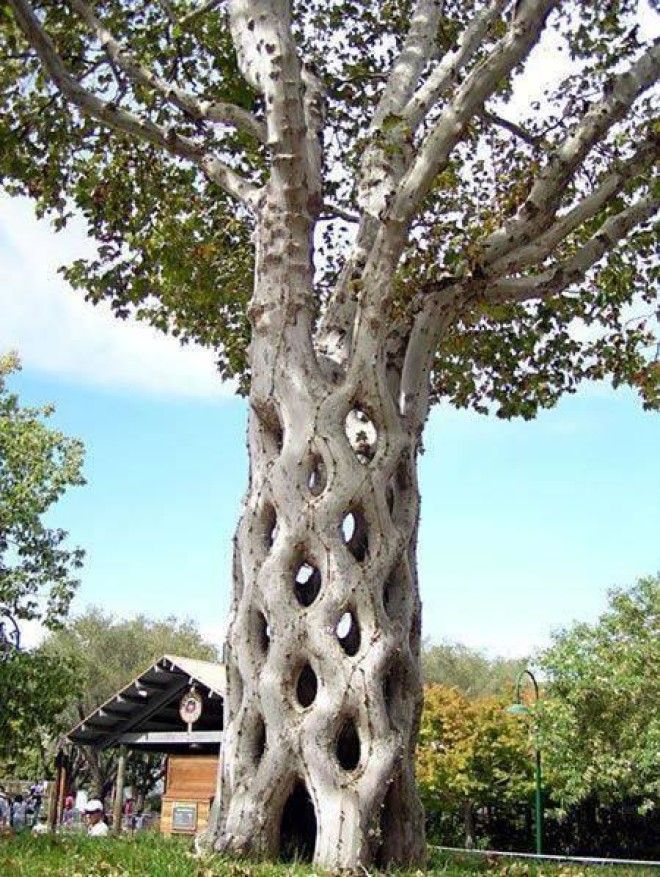 20 лучших скульптур из дерева – невероятное волшебство! 42