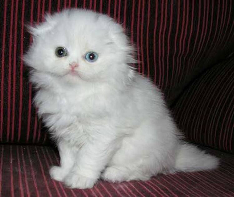 Очаровательные котята породы хайленд-фолд, невероятно милые и пушистые создания 56