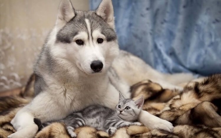 20 фотодоказательств очаровательной дружбы котов и собак 72