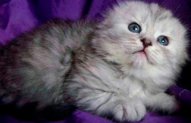 Очаровательные котята породы хайленд-фолд, невероятно милые и пушистые создания 57