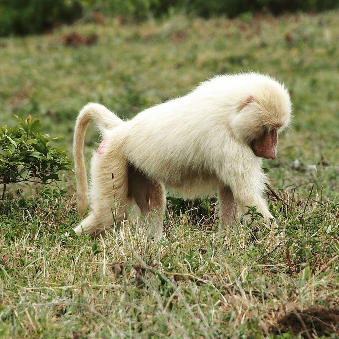 15 животных-альбиносов, которые удивляют и очаровывают своей уникальной внешностью 58