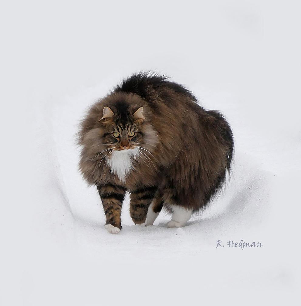 27 фотографий шикарных норвежских лесных кошек, которые огромны, пушисты и обожают снег 79