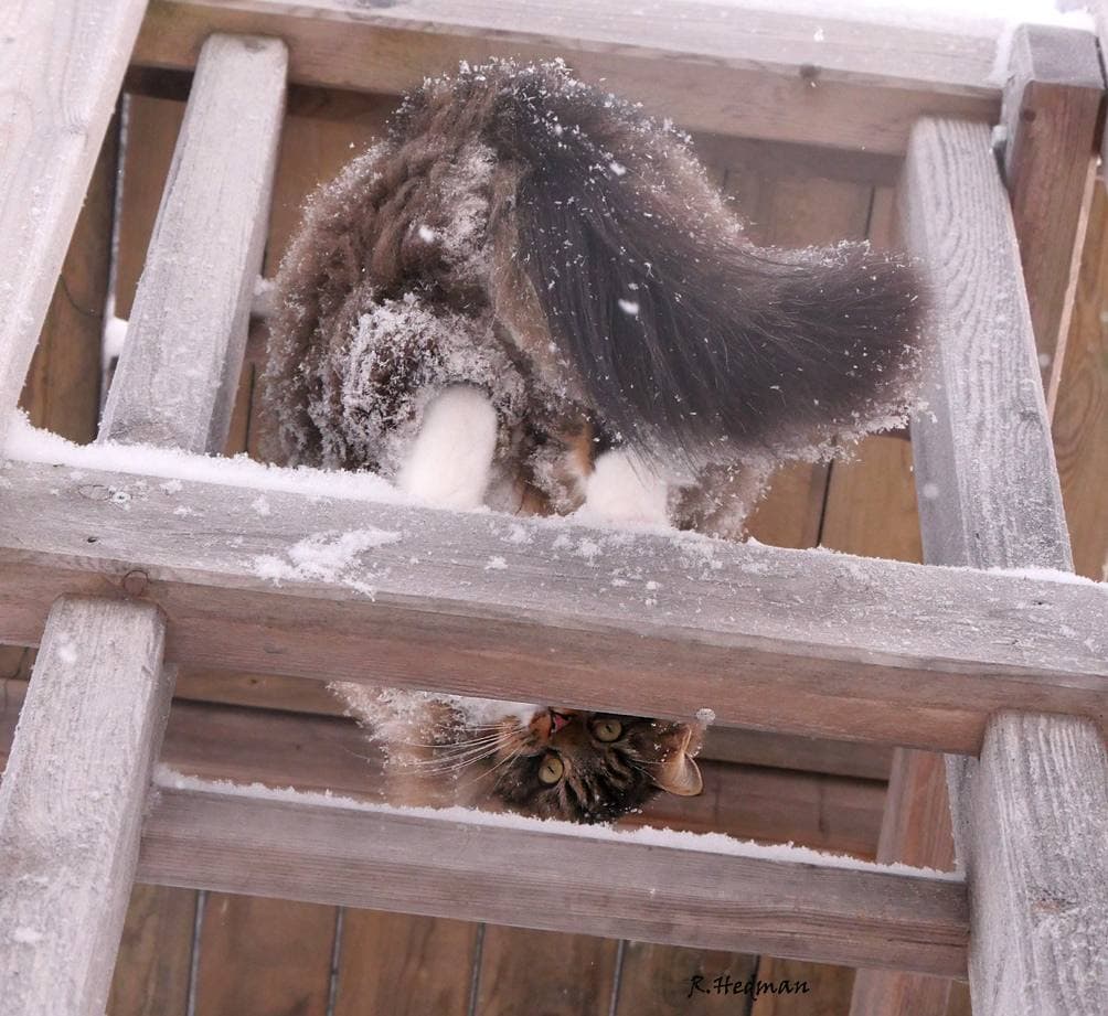 27 фотографий шикарных норвежских лесных кошек, которые огромны, пушисты и обожают снег 83