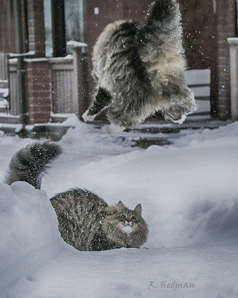 Финский фотограф сделал серия фото красивейших сибирских котов 84