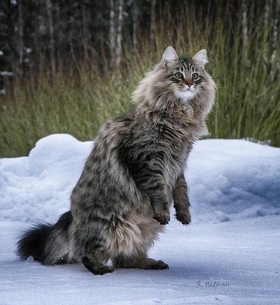 Финский фотограф сделал серия фото красивейших сибирских котов 85