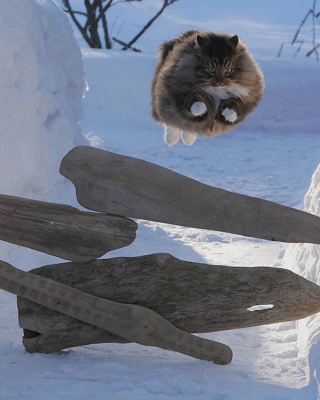 27 фотографий шикарных норвежских лесных кошек, которые огромны, пушисты и обожают снег 86