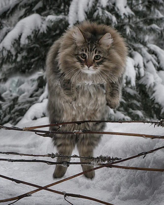 27 фотографий шикарных норвежских лесных кошек, которые огромны, пушисты и обожают снег 87