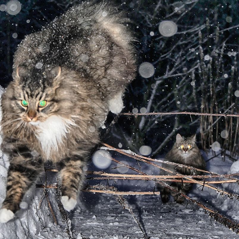 Финский фотограф сделал серия фото красивейших сибирских котов 88