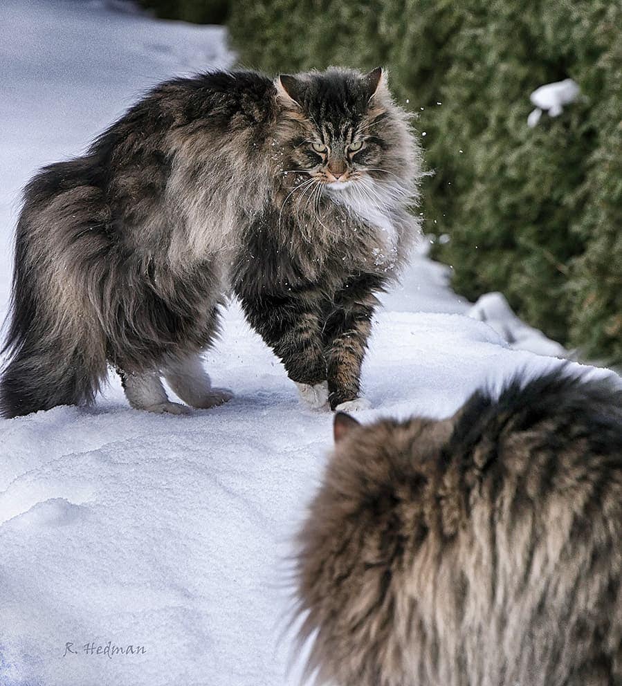 27 фотографий шикарных норвежских лесных кошек, которые огромны, пушисты и обожают снег 92