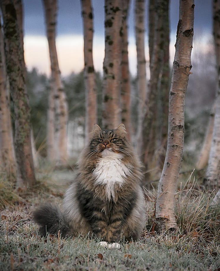 Финский фотограф сделал серия фото красивейших сибирских котов 91