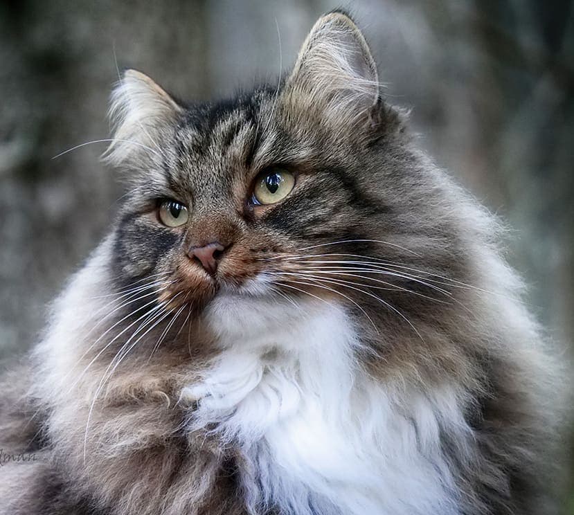 Финский фотограф сделал серия фото красивейших сибирских котов 92