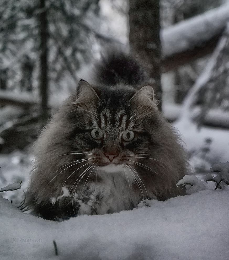 27 фотографий шикарных норвежских лесных кошек, которые огромны, пушисты и обожают снег 94