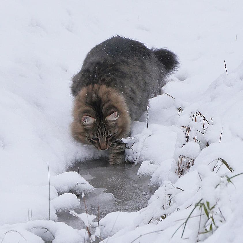 27 фотографий шикарных норвежских лесных кошек, которые огромны, пушисты и обожают снег 95