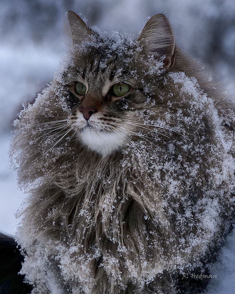 Финский фотограф сделал серия фото красивейших сибирских котов 97