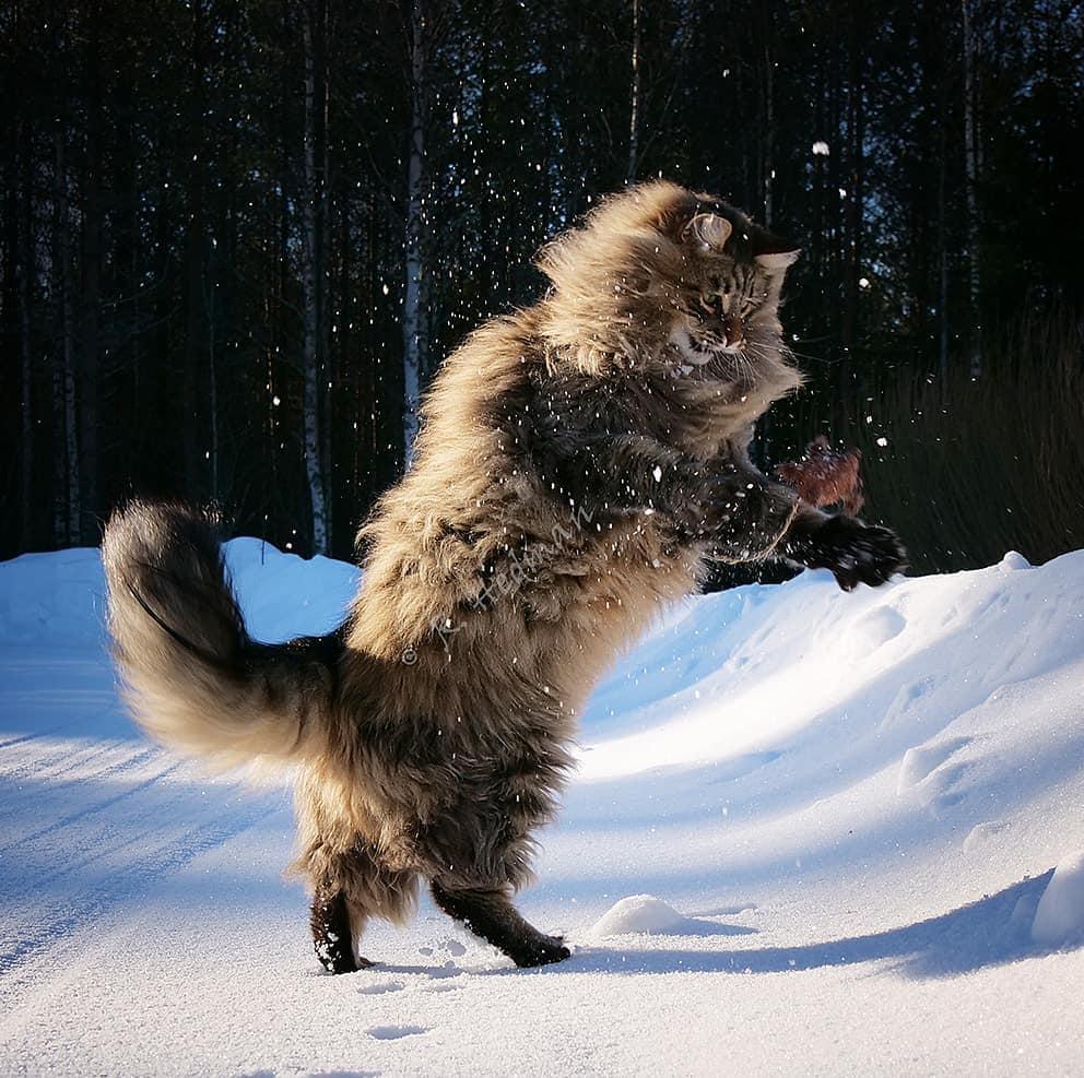27 фотографий шикарных норвежских лесных кошек, которые огромны, пушисты и обожают снег 97