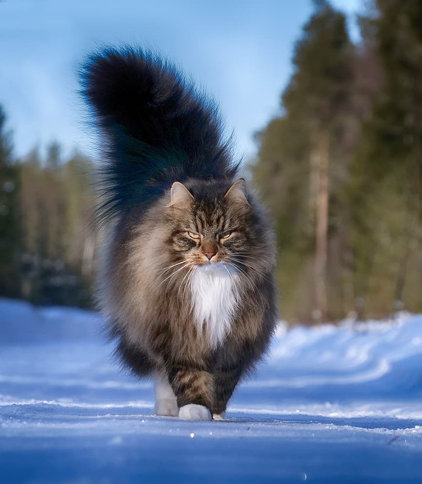 27 фотографий шикарных норвежских лесных кошек, которые огромны, пушисты и обожают снег 104