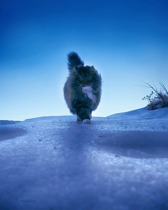 Финский фотограф сделал серия фото красивейших сибирских котов 101