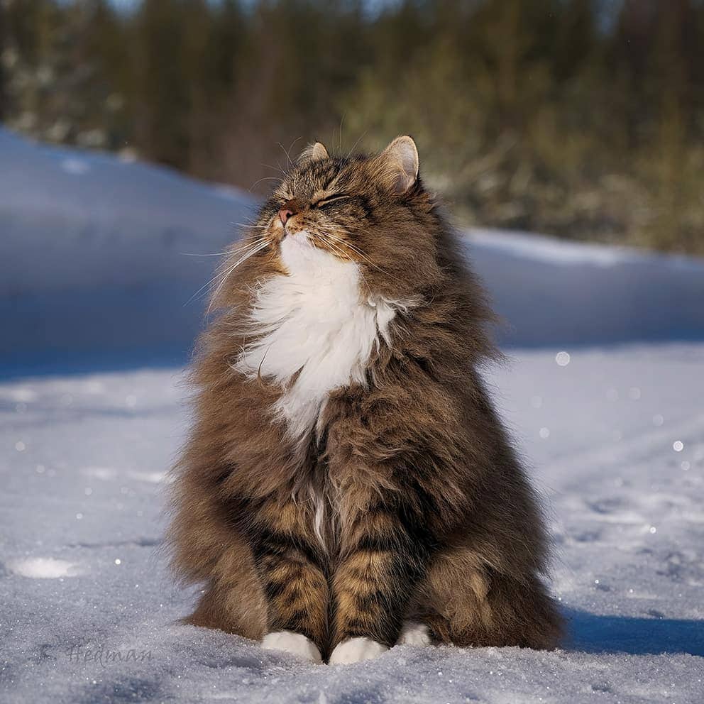 Финский фотограф сделал серия фото красивейших сибирских котов 102