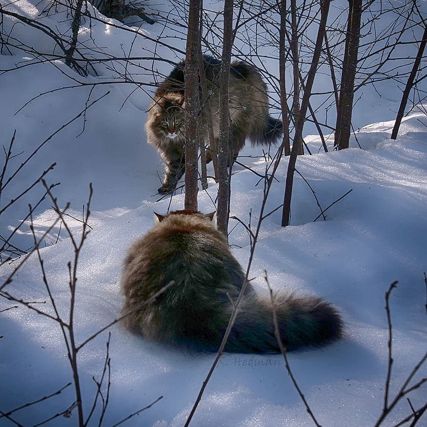 27 фотографий шикарных норвежских лесных кошек, которые огромны, пушисты и обожают снег 102