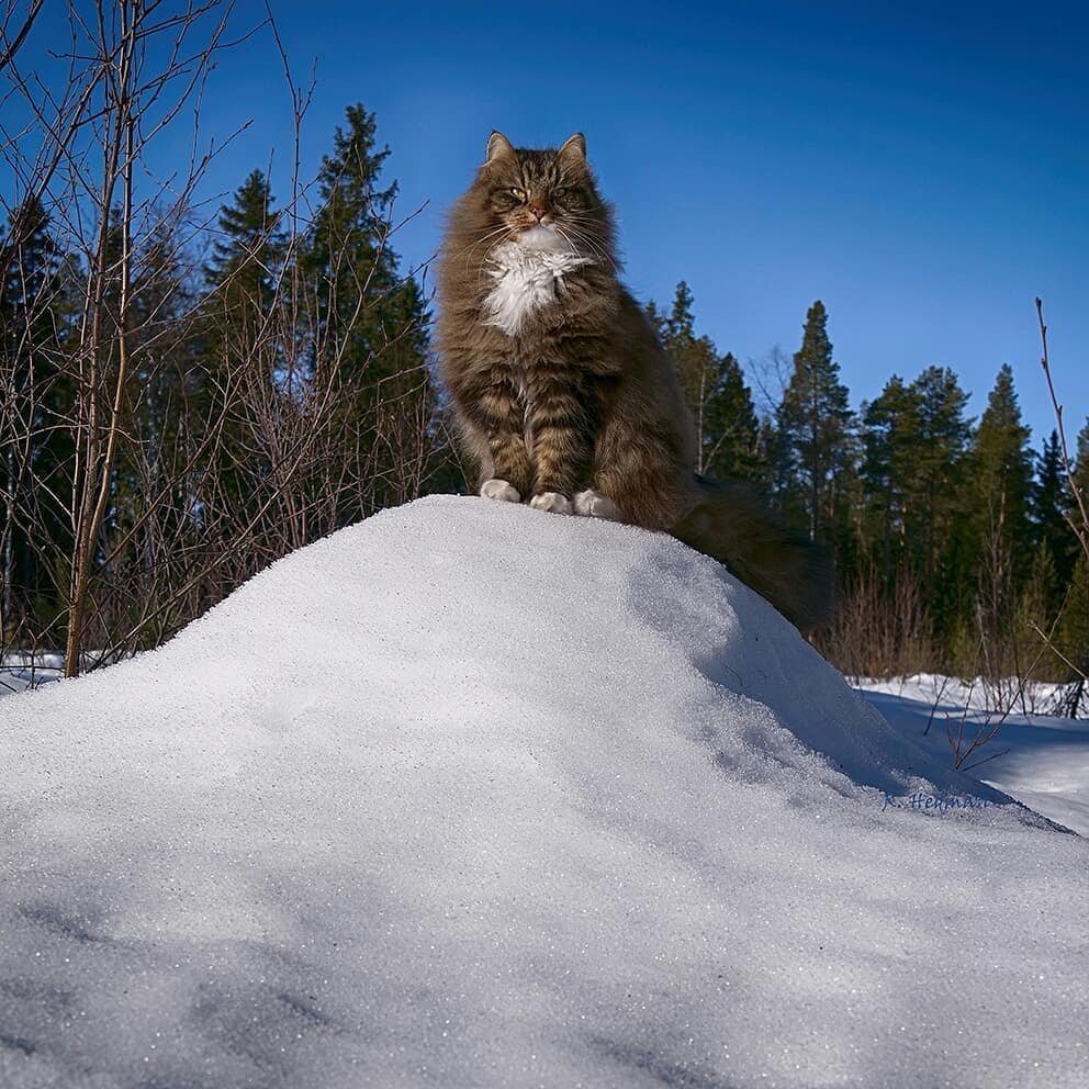 Финский фотограф сделал серия фото красивейших сибирских котов 104