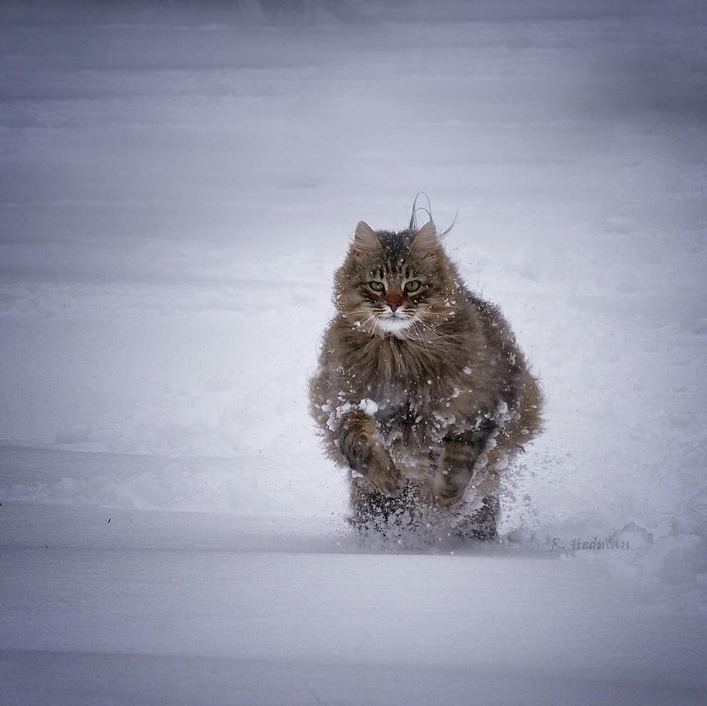 Финский фотограф сделал серия фото красивейших сибирских котов 105