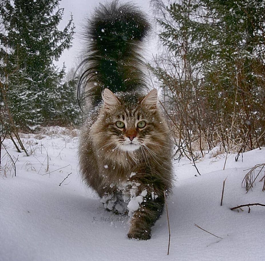 Финский фотограф сделал серия фото красивейших сибирских котов 106